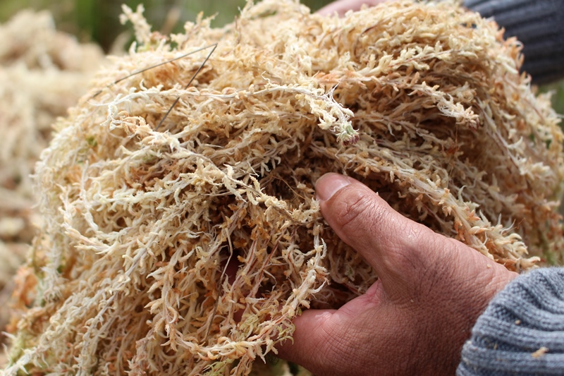 Macetas biodegradables logran dar valor agregado a pomponales del sur