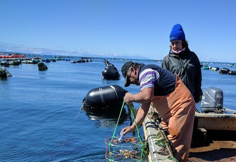 Proyecto de investigación busca fortalecer cultivo y sustentabilidad de la ostra chilena