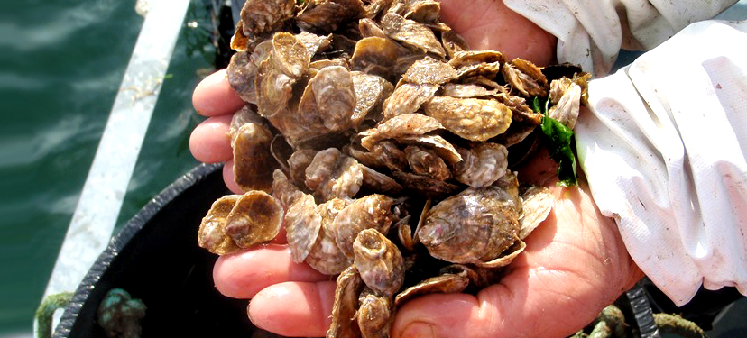 Cultivo de pequeña escala de ostra chilena en áreas de manejo de pescadores artesanales de la X Región De Los Lagos